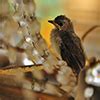 風水鳥|鳥は天の使い – ワールド・オブ・風水ジャパン